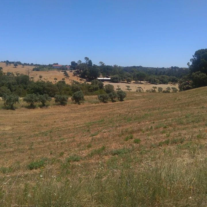 Terreno para Venda em Madalena e Beselga Foto 11