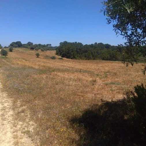 Terreno para Venda em Madalena e Beselga Foto 10
