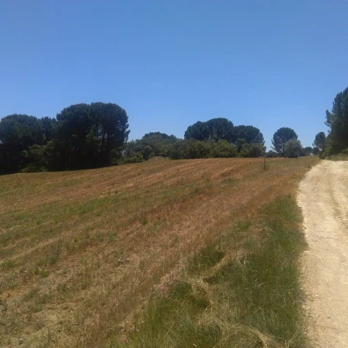 Terreno para Venda em Madalena e Beselga Foto 12