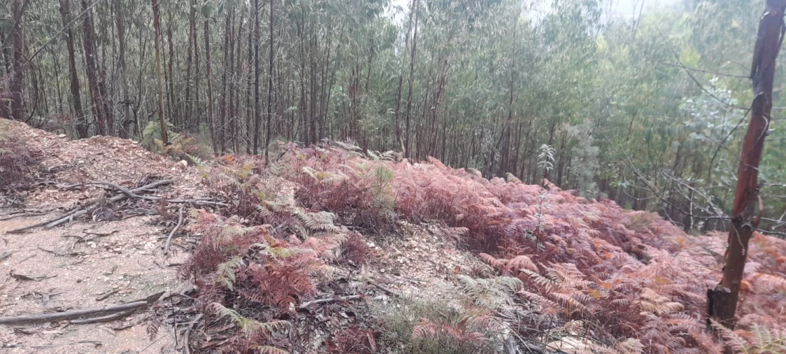 Terreno para Venda em Aguas Belas Foto 3