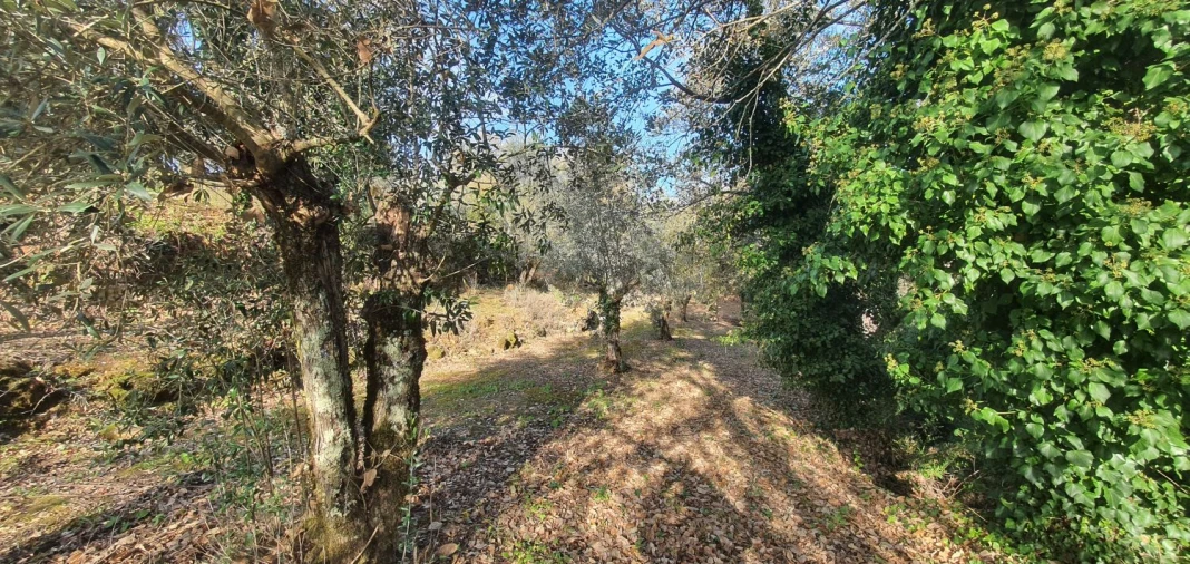 Moradia T2 para Venda em Areias e Pias Foto 22