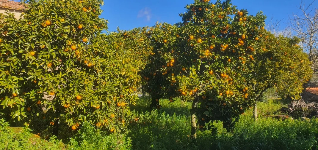 Quinta T5 para Venda em Chãos Foto 53