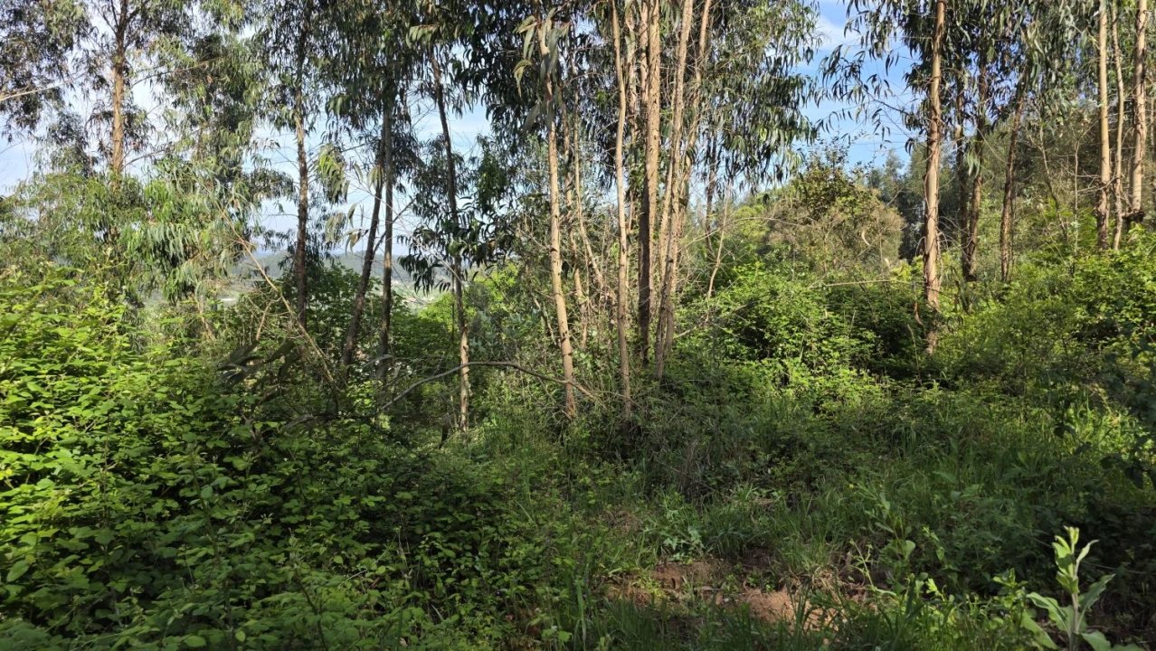 Moradia T2 para Venda em Areias e Pias Foto 39