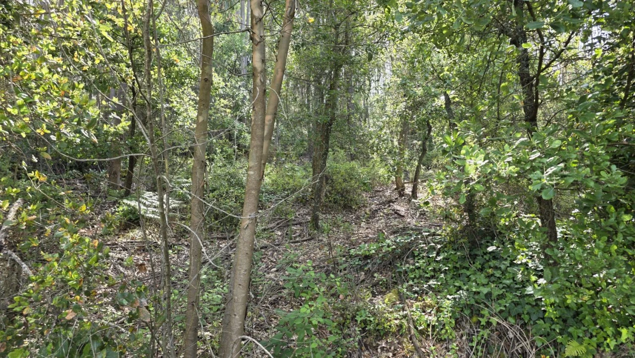 Moradia T2 para Venda em Areias e Pias Foto 38