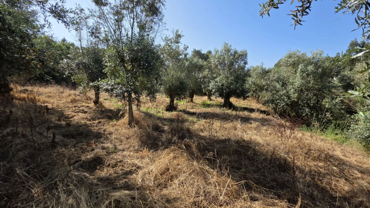 Moradia T2 para Venda em Olalhas Foto 11