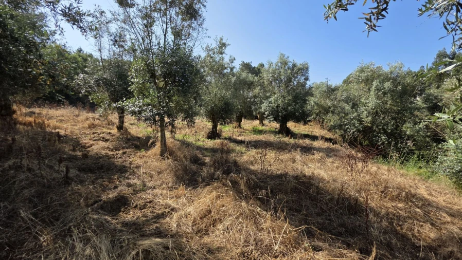 Moradia T2 para Venda em Olalhas Foto 11