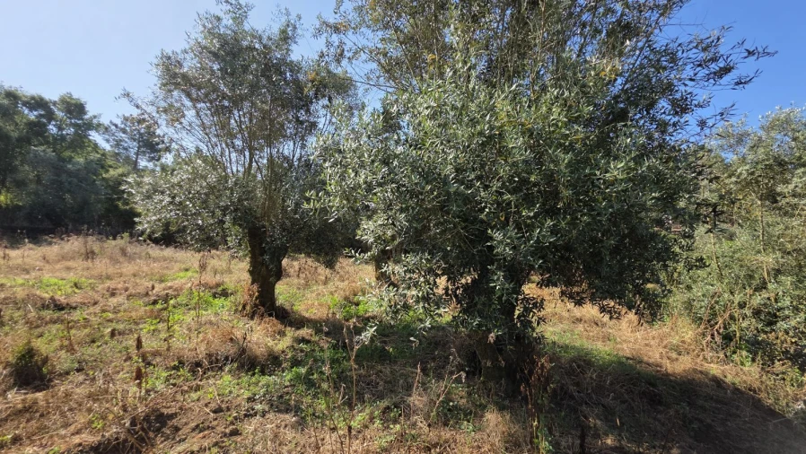 Moradia T2 para Venda em Olalhas Foto 15