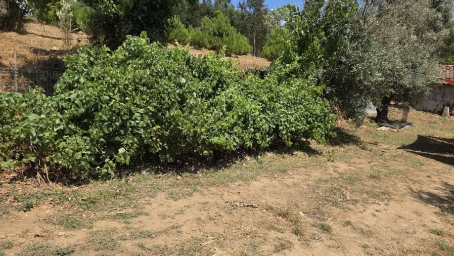 Moradia T2 para Venda em Aguas Belas Foto 42