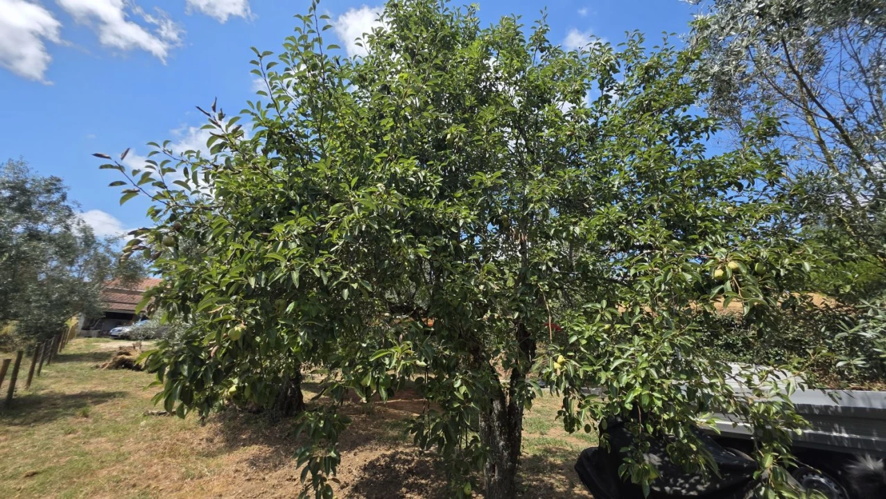 Moradia T2 para Venda em Aguas Belas Foto 48