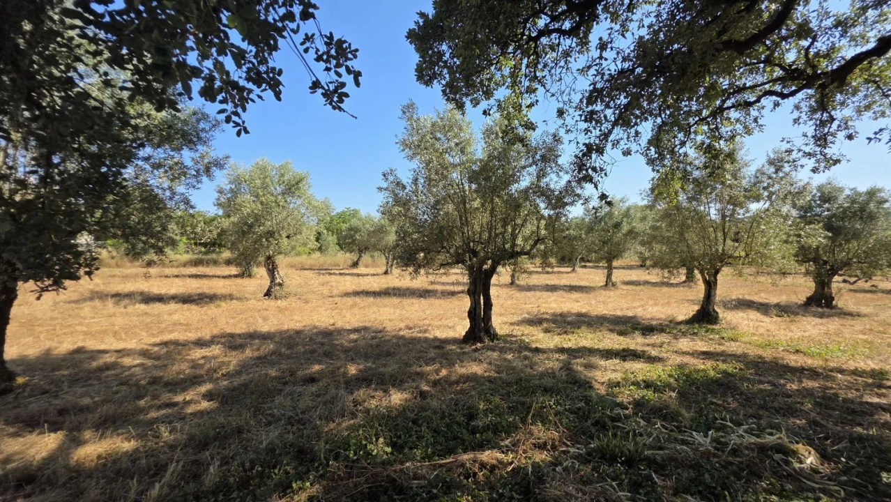 Terreno para Venda em Areias e Pias Foto 22