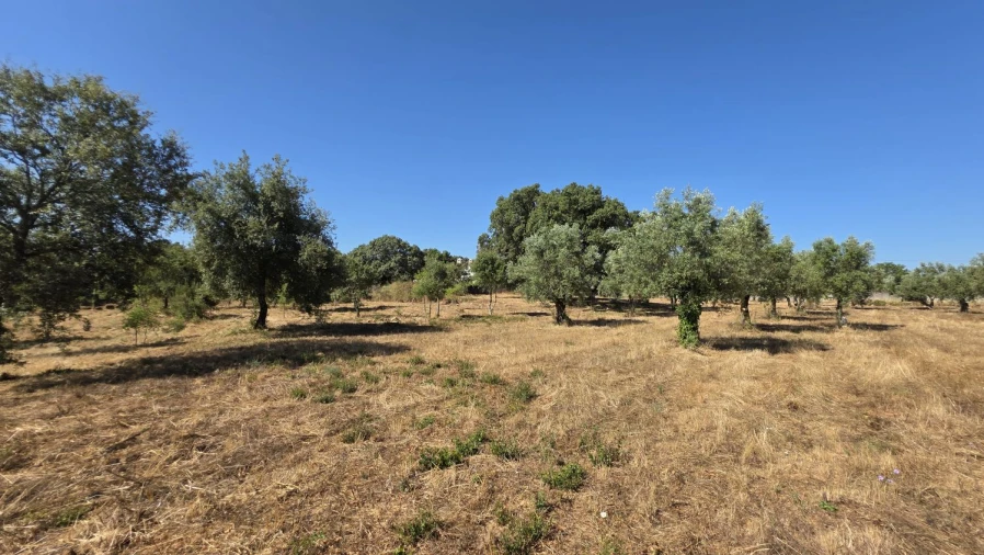 Terreno para Venda em Areias e Pias Foto 37
