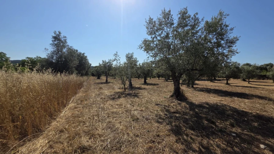 Terreno para Venda em Areias e Pias Foto 30