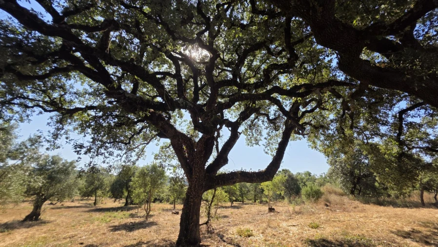 Terreno para Venda em Areias e Pias Foto 25