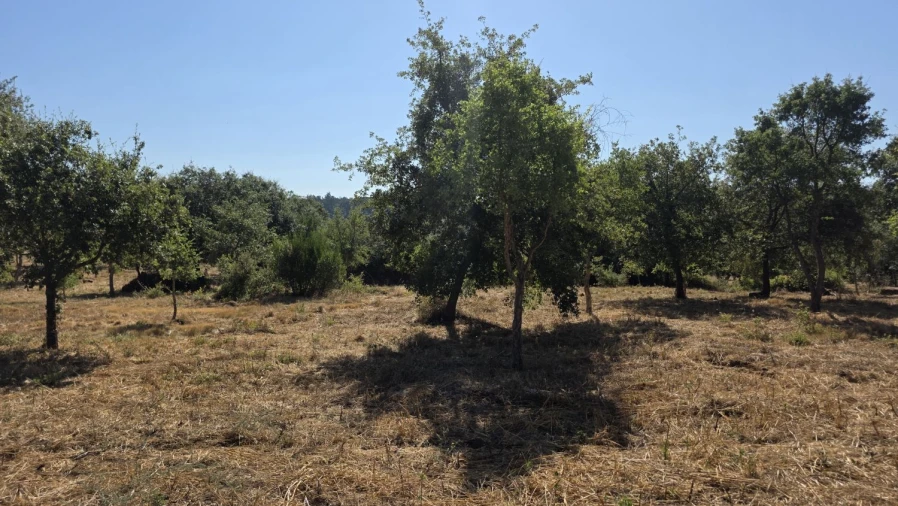 Terreno para Venda em Areias e Pias Foto 19