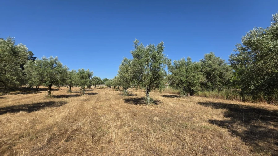 Terreno para Venda em Areias e Pias Foto 36