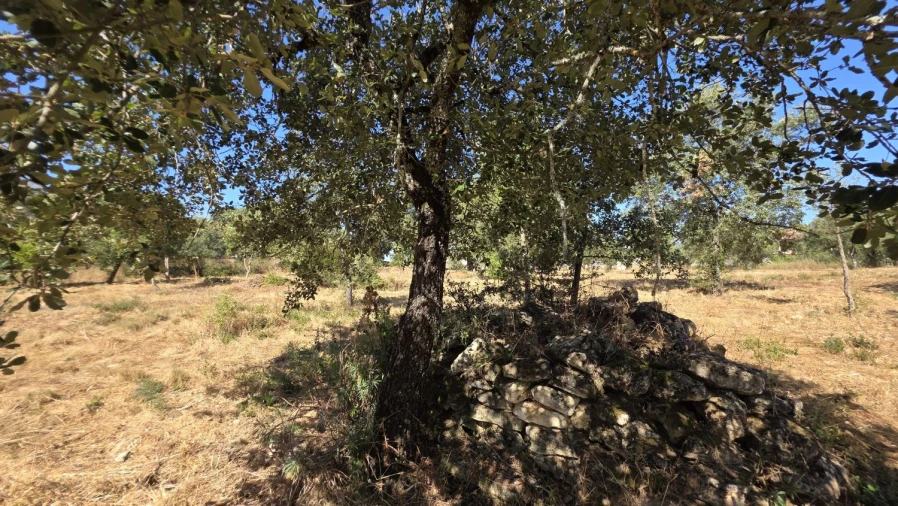 Terreno para Venda em Areias e Pias Foto 13