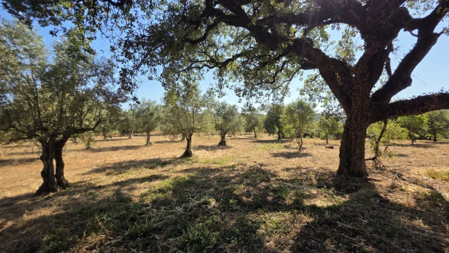 Terreno para Venda em Areias e Pias Foto 24