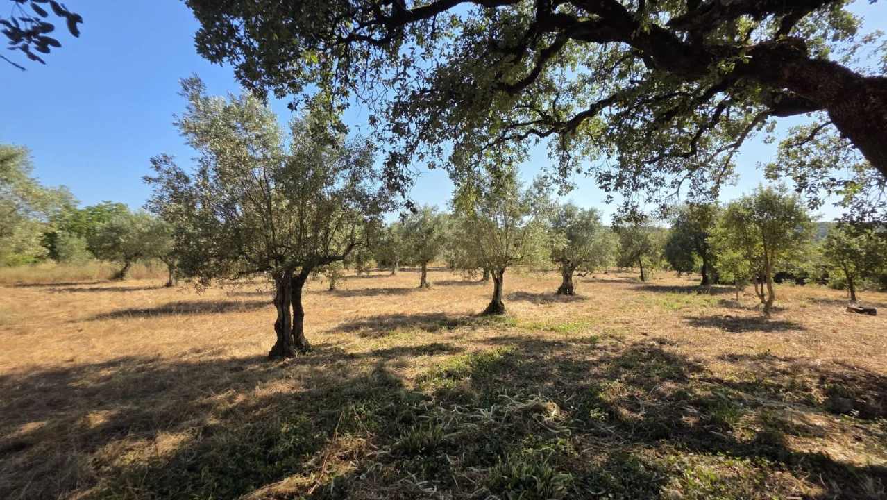 Terreno para Venda em Areias e Pias Foto 23