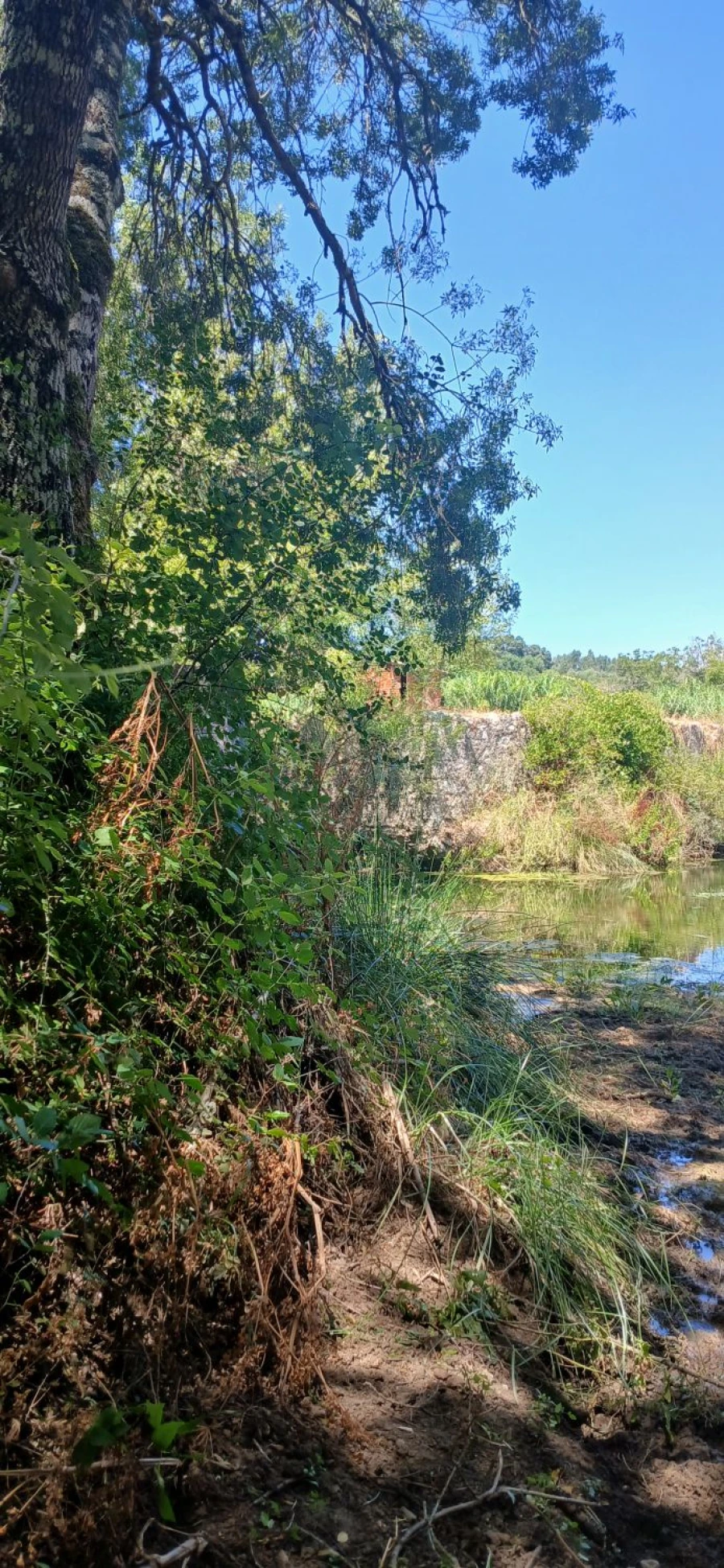 Terreno para Venda em Assentiz Foto 2