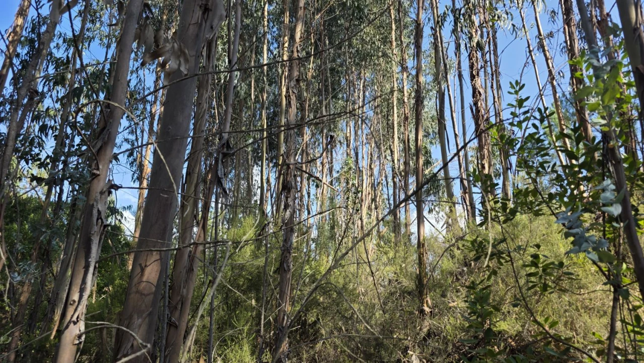 Terreno para Venda em Vila de Rei Foto 4