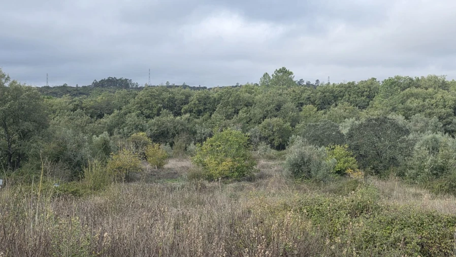 Terreno para Venda em Areias e Pias Foto 13
