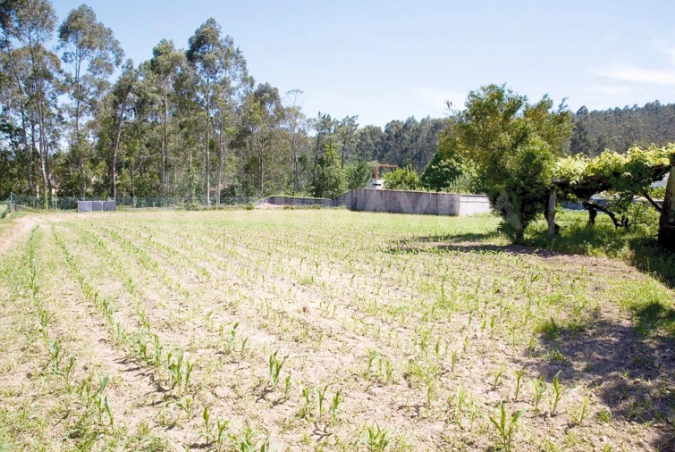 Quinta T7 para Venda em Seixas Foto 39