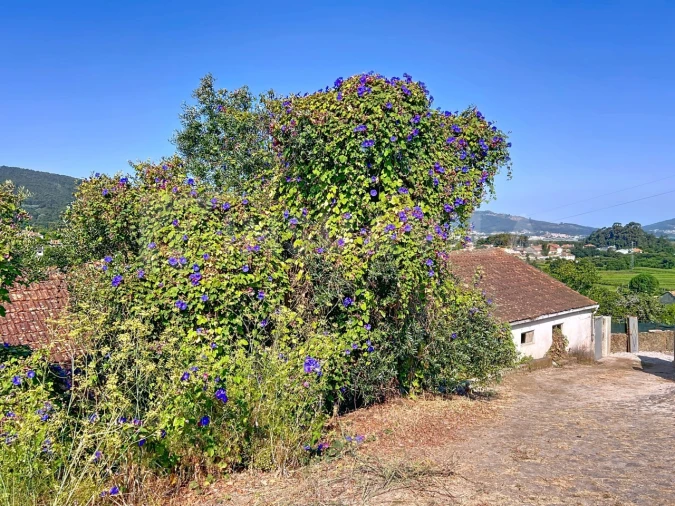 Moradia T3 para Venda em Venade e Azevedo Foto 14