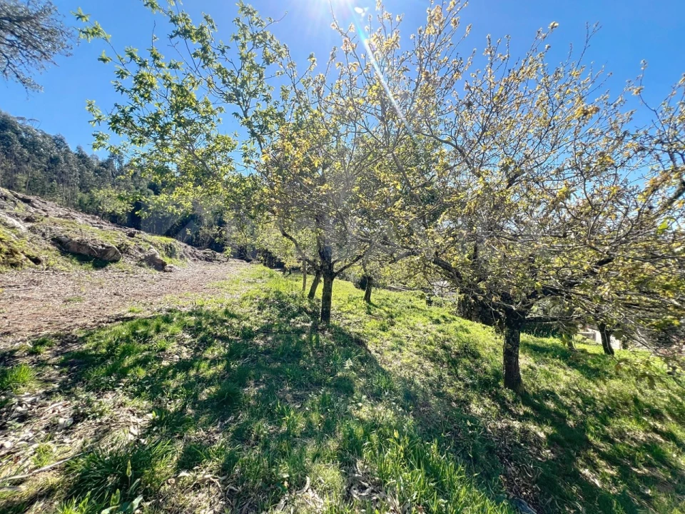 Terreno para Venda em Moledo e Cristelo Foto 13
