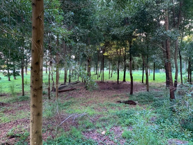 Terreno para Venda em Caminha (Matriz) e Vilarelho Foto 5