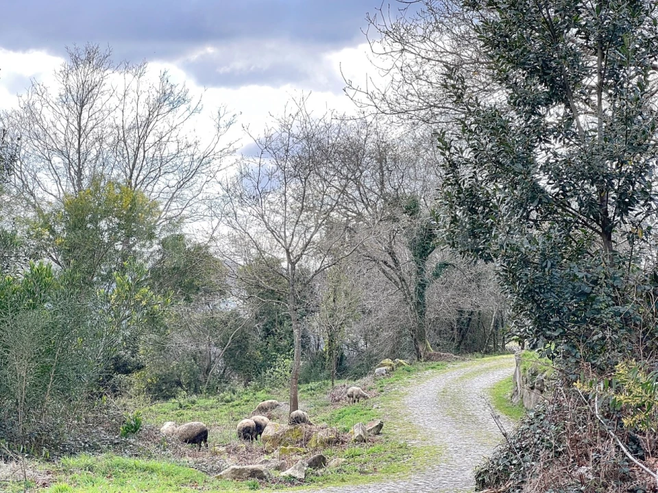 Moradia T4 para Venda em Sopo Foto 39