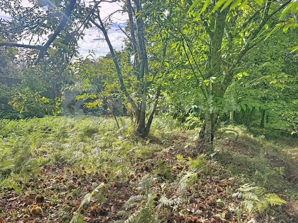 Terreno para Venda em Moledo e Cristelo Foto 6