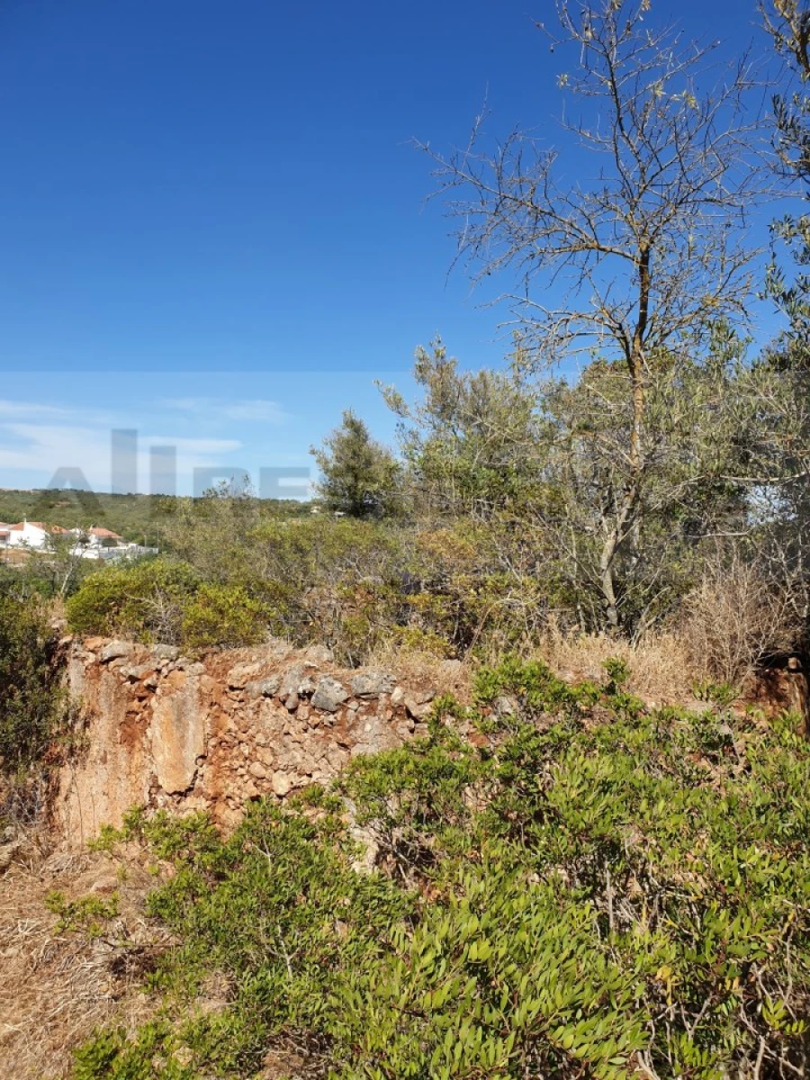 Terreno para Venda em Ferreiras