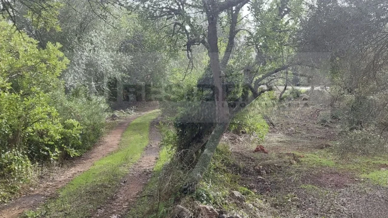 Terreno Agricola ou Rústico para Venda em Alte Foto 1