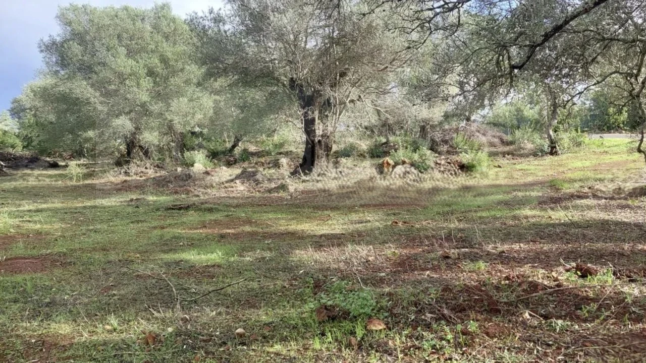 Terreno Agricola ou Rústico para Venda em Alte Foto 7