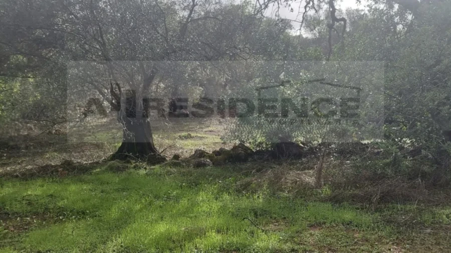 Terreno Agricola ou Rústico para Venda em Alte Foto 10