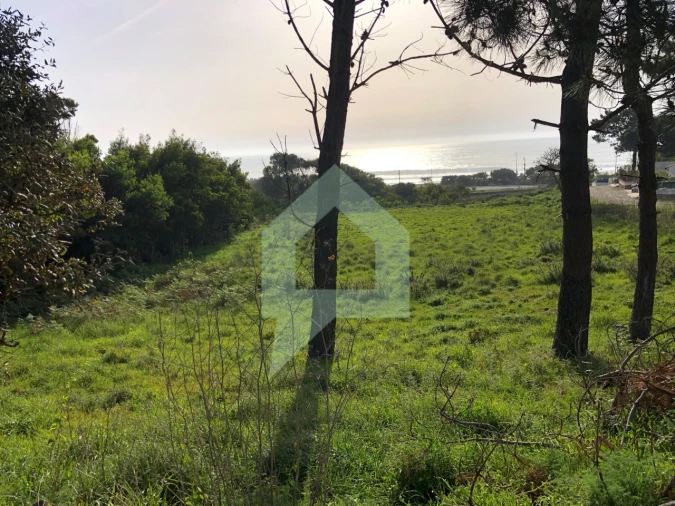 Terreno Agricola ou Rústico para Venda em Moledo e Cristelo Foto 4