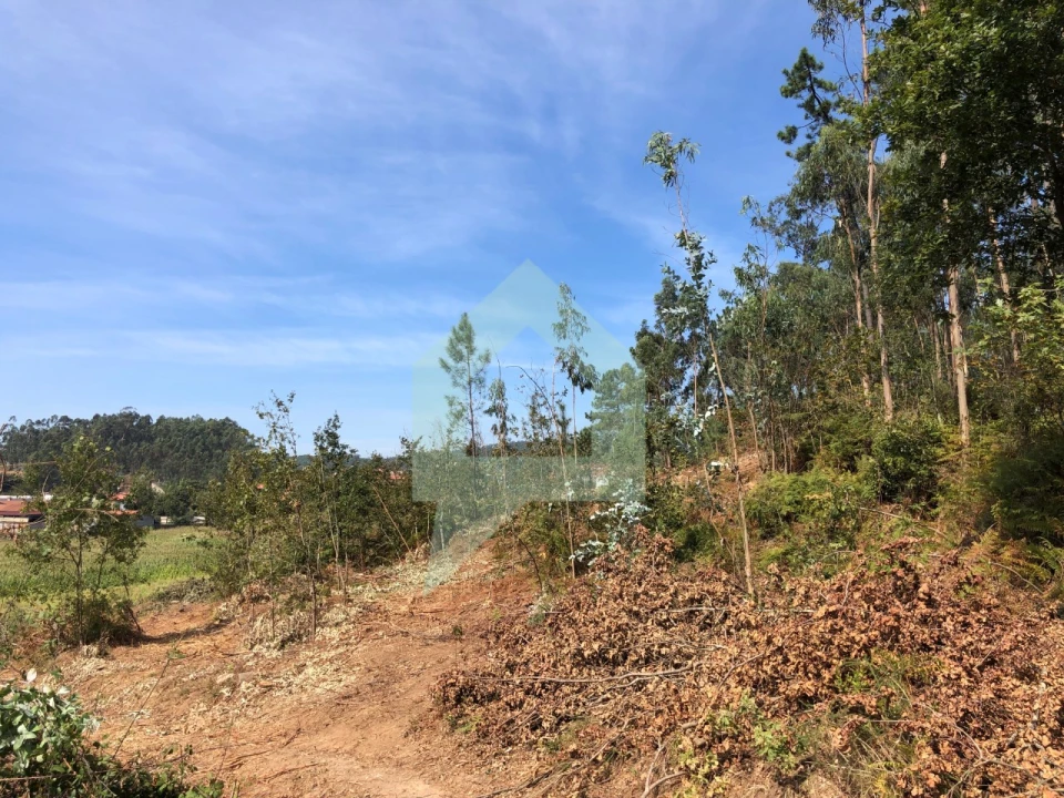 Terreno Agricola ou Rústico para Venda em Chorente, Góios, Courel, Pedra Furada e Gueral Foto 10