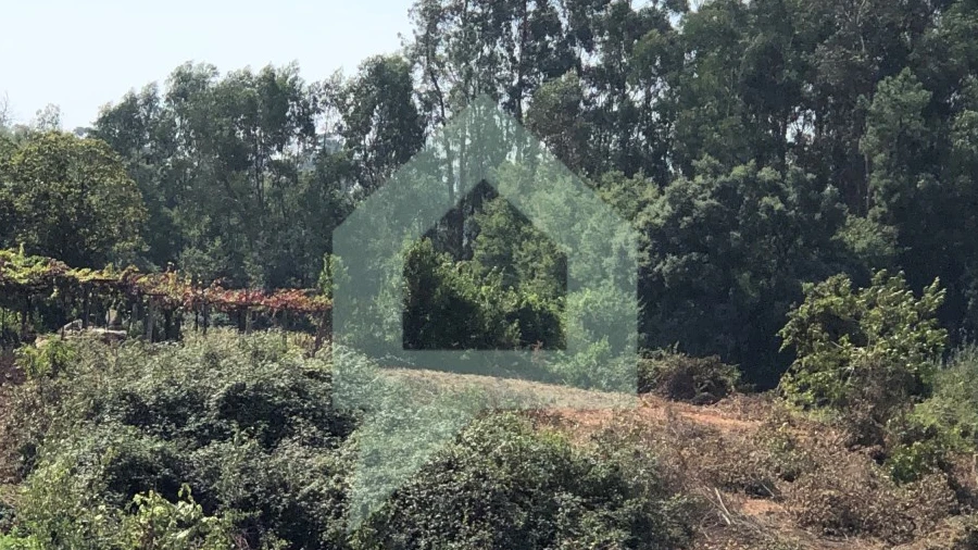 Terreno Agricola ou Rústico para Venda em Chorente, Góios, Courel, Pedra Furada e Gueral