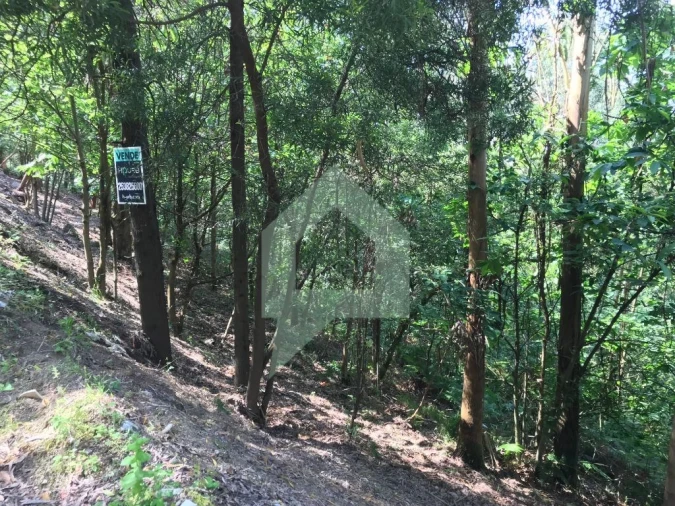 Terreno Agricola ou Rústico para Venda em Pereira Foto 3