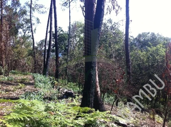 Terreno para Venda em Venade e Azevedo Foto 2