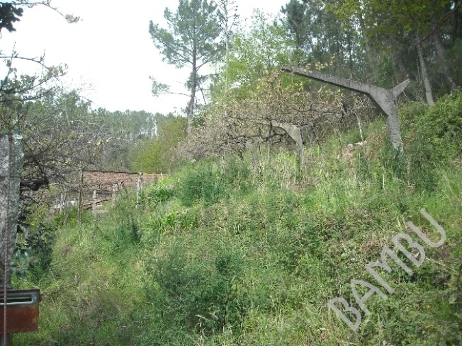 Terreno para Venda em Prado e Remoães Foto 2