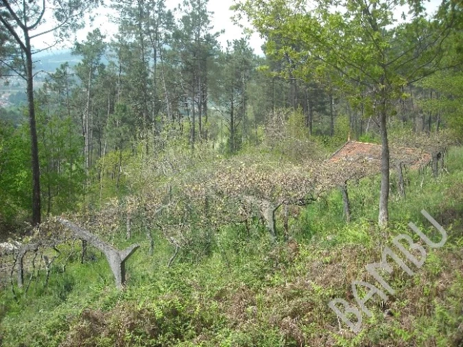 Terreno para Venda em Prado e Remoães Foto 4