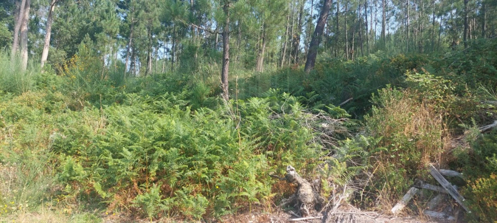 Terreno para Venda em Gondomil e Sanfins Foto 5