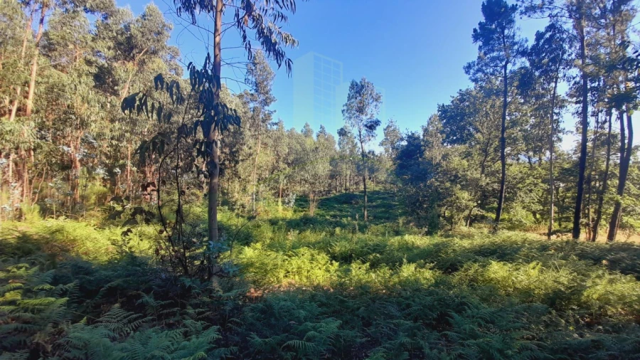 Terreno para Venda em Gandra e Taião Foto 4