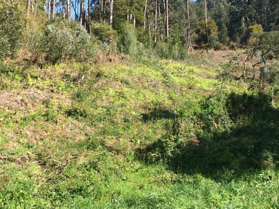 Terreno para Venda em Moledo e Cristelo Foto 2