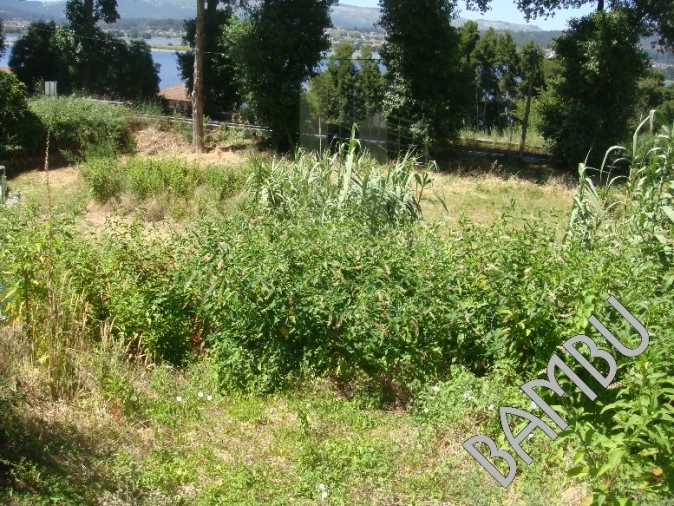 Terreno para Venda em Seixas Foto 5
