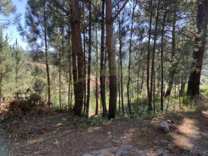 Terreno para Venda em Venade e Azevedo Foto 7