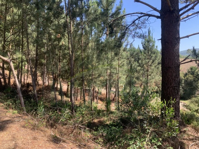 Terreno para Venda em Venade e Azevedo Foto 1