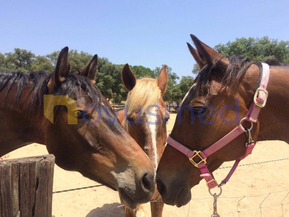Terreno para Venda em Albufeira e Olhos de Água Foto 10