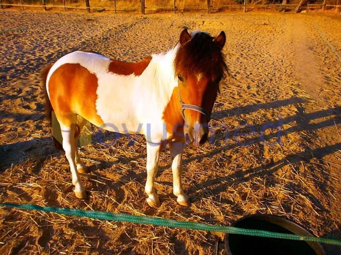 Terreno para Venda em Albufeira e Olhos de Água Foto 9